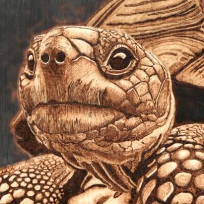 Tortue pyrogravure sur bois – tableau animalier artisanal Pyro’Art