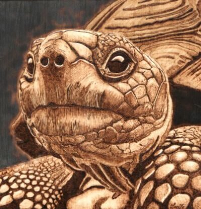Tortue pyrogravure sur bois – tableau animalier artisanal Pyro’Art